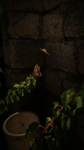 Ma tenu samjhawan ki 🥹🦋-||Repost Request||•~👈🏻#abduvibe #trendingsound #arjitsingh #song #foryoupagе 