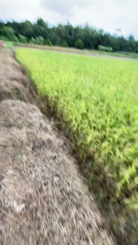 Ngapamae#fyp #fyppppppppppppppppppppppp 