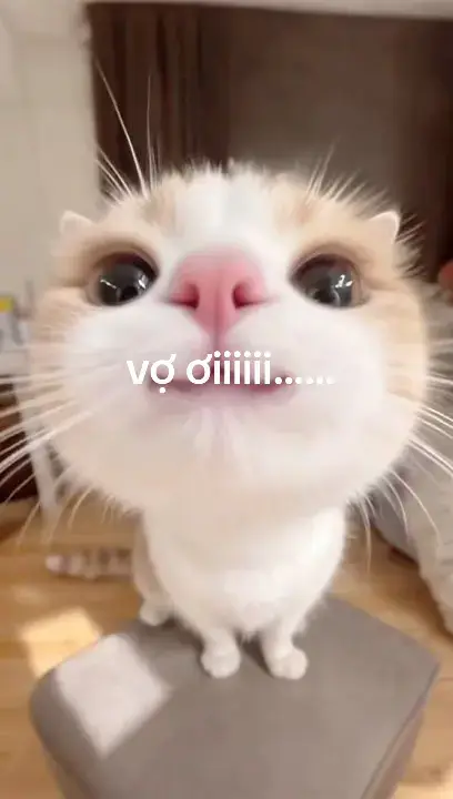 🐞#muốnbênem #yêuiwmvãinho #yêunữahum#iuvãinho 