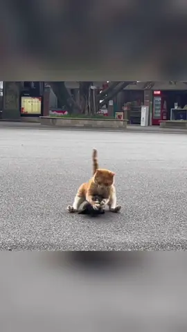 Prey failed #cat #catsoftiktok #fyp #tiktok #foryou 