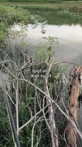 infonen aku spot gacor bolo#castinggabus #mancing #casting #karanganyar24jam 