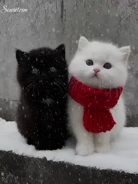 Sözüm var üreyimde ❤🥺,/#sonsetrim #keşfet #beniöneçıkarttiktok #fyp 