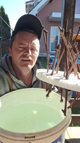 Metodă simplă de a înmulți vița de vie toamna #gradinarit #vitadevie #viatalatara #pentrutine 