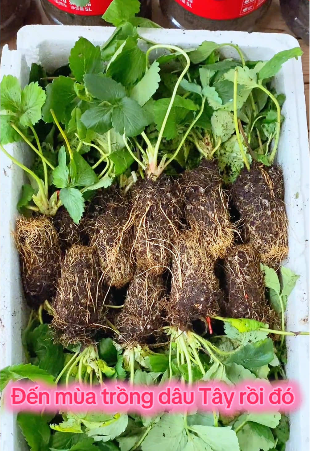 Đến mùa trồng dâu tây rồi đó mấy ní ơi##dautay##thichandautay🍓##tutrongdautay##dautay🍓##xh