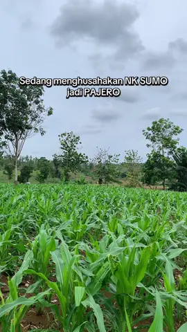 Walaupun banyak gangguan , semoga finish ber ton ton #petani #petaniindonesia🇮🇩🇮🇩🇮🇩🌿🌿 #jagung #taniasik #petanimuda 