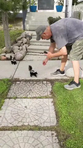 Skunk with attitude 🦨🤣#funny #funnyvideos #animalsoftiktok #animallover #skunk 