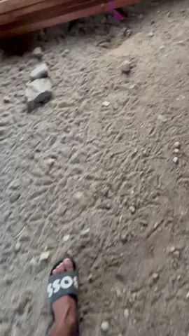 Selamat Datang Di kandang kecil kami jangan lupa Bersyukur hari ini😇 #promoseruweekend #kakigetar🐓 #ayampelipin🇵🇭 #salamsatuhobi🐓 #fyppppppppppppppppppppppp 