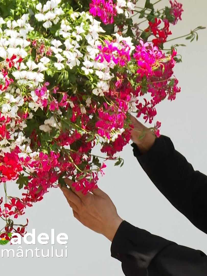 Cerdacurile nemțene sunt unice si mereu pline cu flori. Mușcatele sunt printre cele mai îndrăgite și apreciate. Cum reușesc maicile să le păstreze mereu înflorite? Iată câteva sfaturi de la maicile de la Mănăstirea Văratic. ▶ Urmăriți aici ediția integrală: https://www.trinitas.tv/laleaua-doamna-maria-brancoveanu-florile-de-la-manastirea-varatic-provocarile-culturilor-agricole/  #Roadelepamantului #Lalea #ManastireaVaratic #Soiuri #Hibrizi