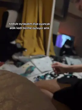 dalga geçiyor gibi #kedi #kediler #kediseverler #yavrukedi #oyun 