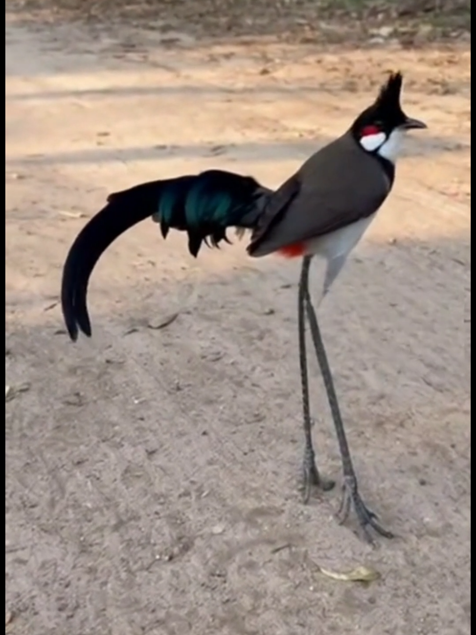 con này là con gì vậy bà con #viral #ongcooi #chaomao 