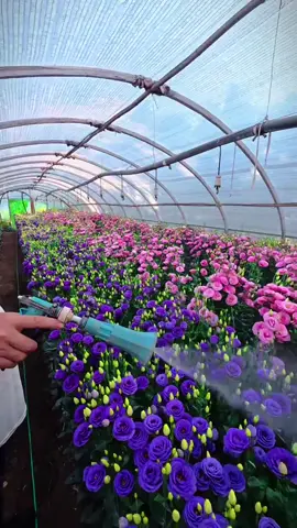 Cả nhà chuẩn bị xuống giống cát tường chưa ? 