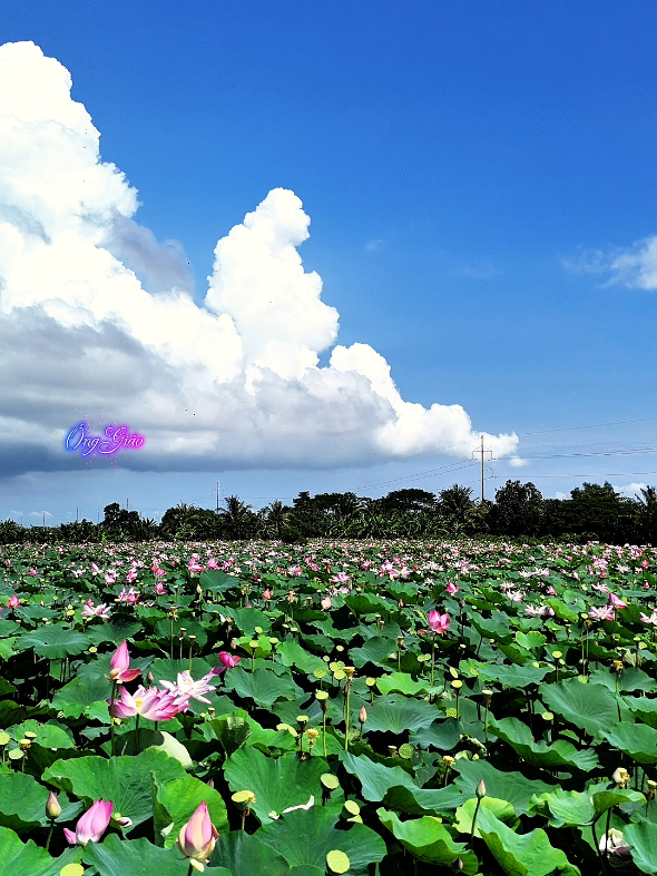 Cánh đồng hoa sen gần chùa núi Nổi #onggiao #nhac #canhdep #xuhuong #thinhhanh 