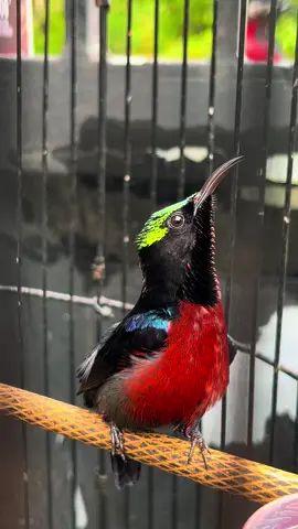 cabe setan pedes bgt yaa 😆 #kolibri #kicaumaniaindonesia #kicaumanianusantara #kicaumania #storykicaumania #kolibrininjaindonesia #koninmania #kolibrininja #fyp 