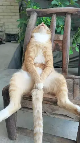 🐈 : ngantuk berat gw 🗿 #kucinglucu #kucingimut #kucingoren #kucinggemoy #fyp 