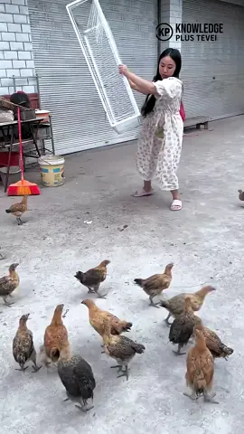 வெளியே வர முடியா கூண்டு | Genius One-Way Bird Trap Design #shorts 