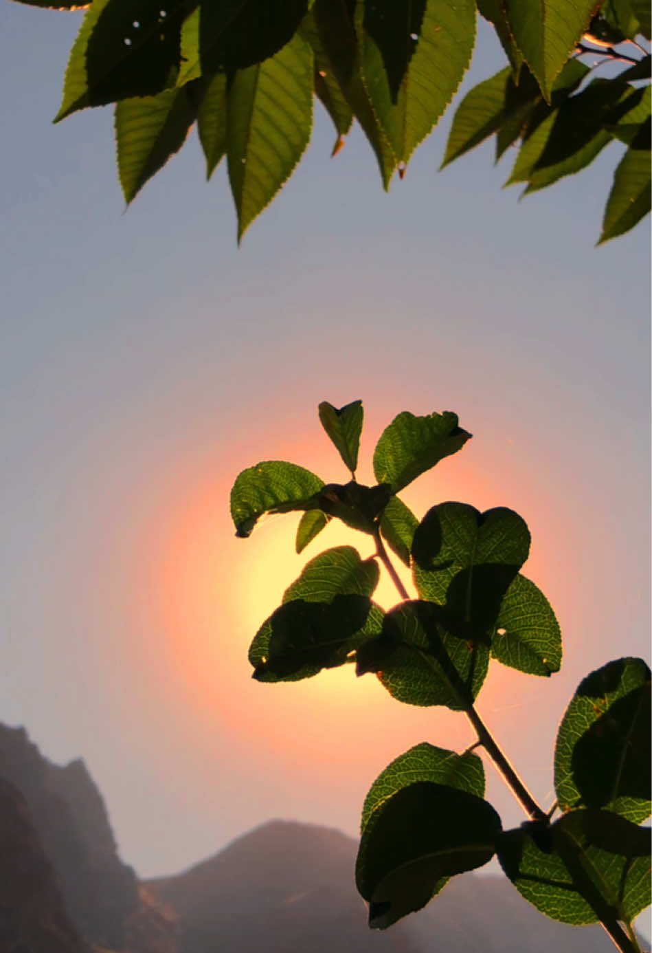 تم خاص ہو، کسی یاقوت کی مانند،   تم اہم ہو کسی باغ کے اکلوتے پھول جیسے!! 🌸✨ #anisthetics #trending #foryou #fyp 