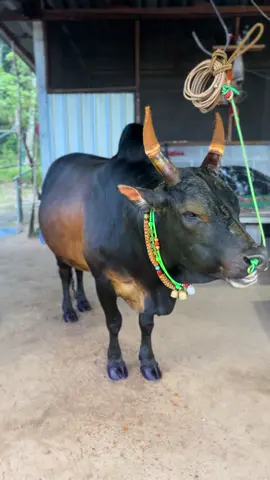 มาเพื่อสู้💪🏻ถ้าตั้งสู้มันแน่นอน🫵🏻💯 #โหนดรุ่งฟ้าดาราชัย_สุดหล่อ  #ถ้ําพรรณรา📌 #บ้านนา #ฟีดดดシ #ไม่ใช่การทารุณกรรมสัตว์ 
