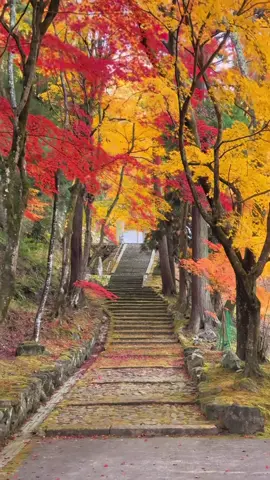 🍁 紅葉に包まれた神社は、まるで別世界。#秋 #楽天トラベルキャンペーン #fyp #foryou #日本 