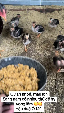 Mùa lạnh chăm gà con vất vả ae nhỉ #ômuvietdoan 