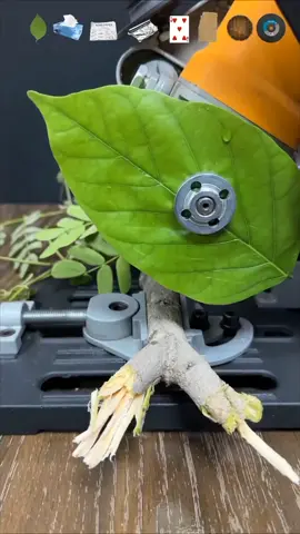 Stuff Vs Tree 🌴  #experiment #viral #satisfying 