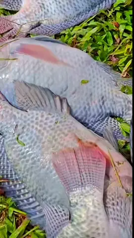 How to start fish farming #kaiffaugnda #paratiiiiiiiiiiiiiiiiiiiiiiiiiiiiiii #fishing #reels #viral 