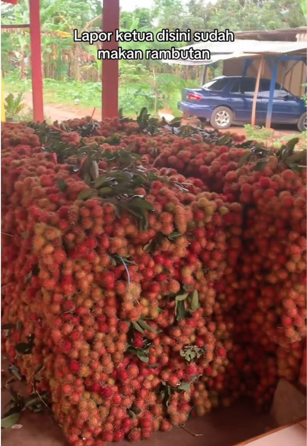 Siapa yang di 2025 belum makan rambutan??😅#musimrambutan #buahrambutan #fyp 