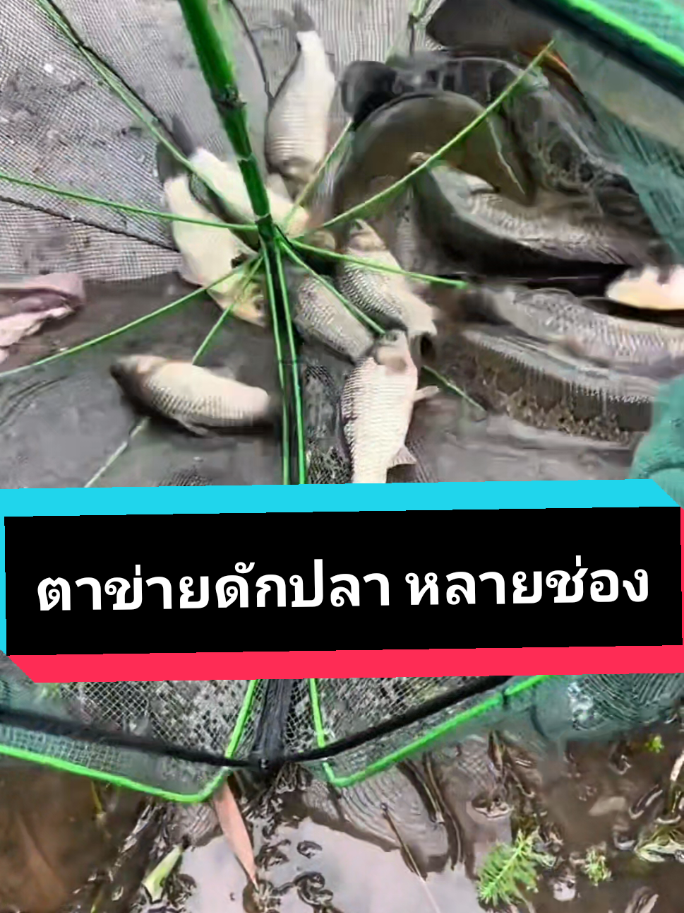 ตาข่ายดักปลาหลายช่อง#ตกปลา #อุปกรณ์ตกปลา #ตาข่ายดักปลา #ดักกุ้ง #ดักปูดํา🦀 