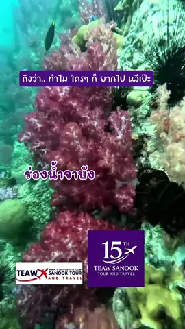 ที่นี่คือ จุดดน้ำตื้นดูปะการัง เกาะหลีเป๊ะ #ร่องน้ำจาบัง #เกาะหลีเป๊ะ #ทริปดำน้ำ #ทัวร์เกาะหลีเป๊ะ #แพ็คเกจทัวร์หลีเป๊ะ 