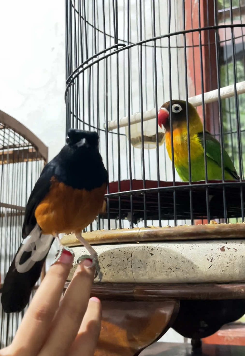 satuin jangan ya? lucuuuuuu aaaaaaaaaaa #muraibatu #lovebirds #kicaumania #muraibatuindonesia #xyzbca 