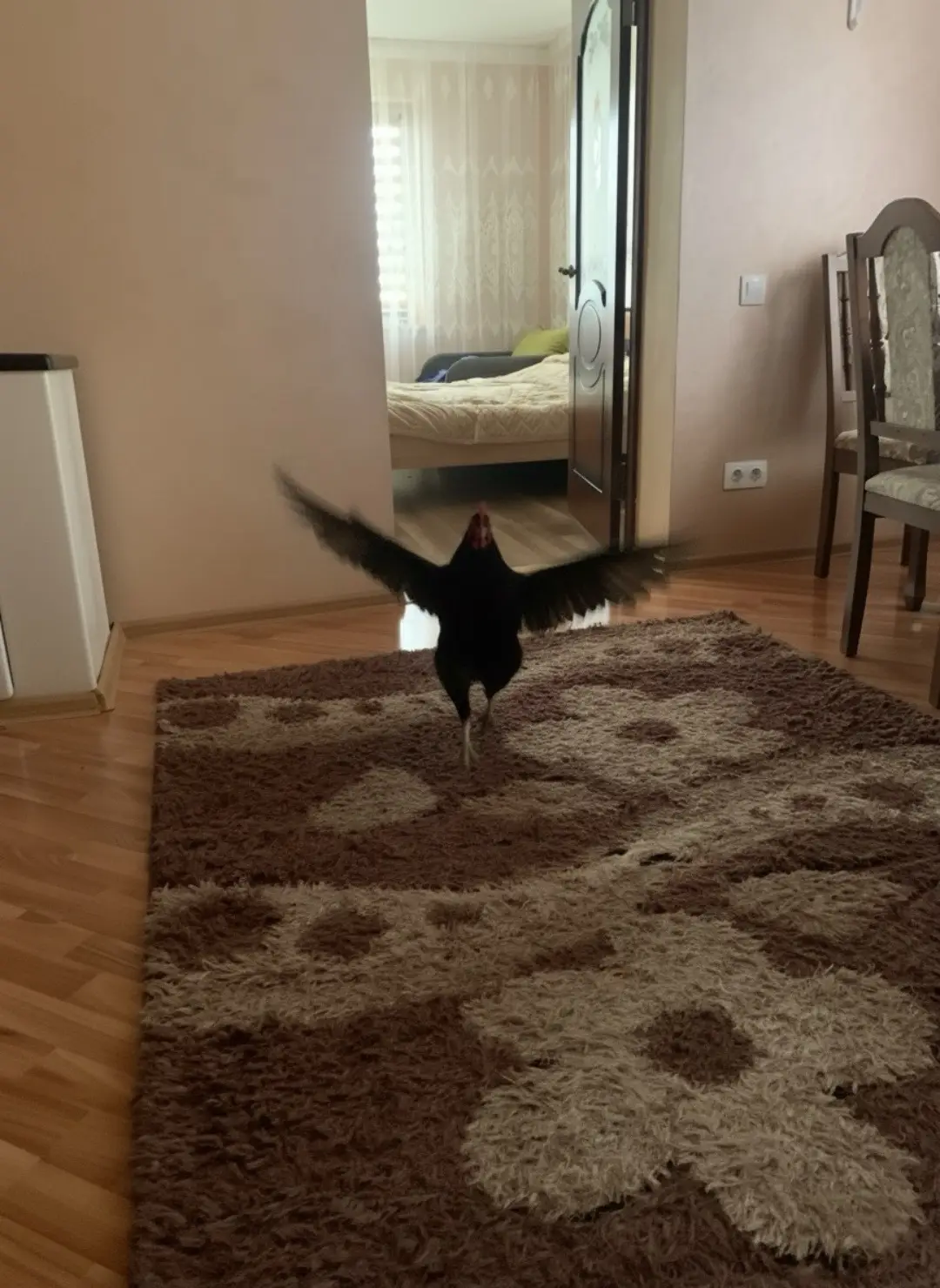 #idk #viral #chicken #blackchicken 