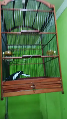 alasan kenapa dinamai barongsai ,kalo dirumah kayak gini polahnya#kacer #kacermaniaindonesia #kacermania #kacerjuara 