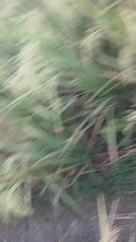 #👀❤️🦋fypシ কেউ এডিট করে দিবেন প্লিজ😆😆😆😆🫢🫢