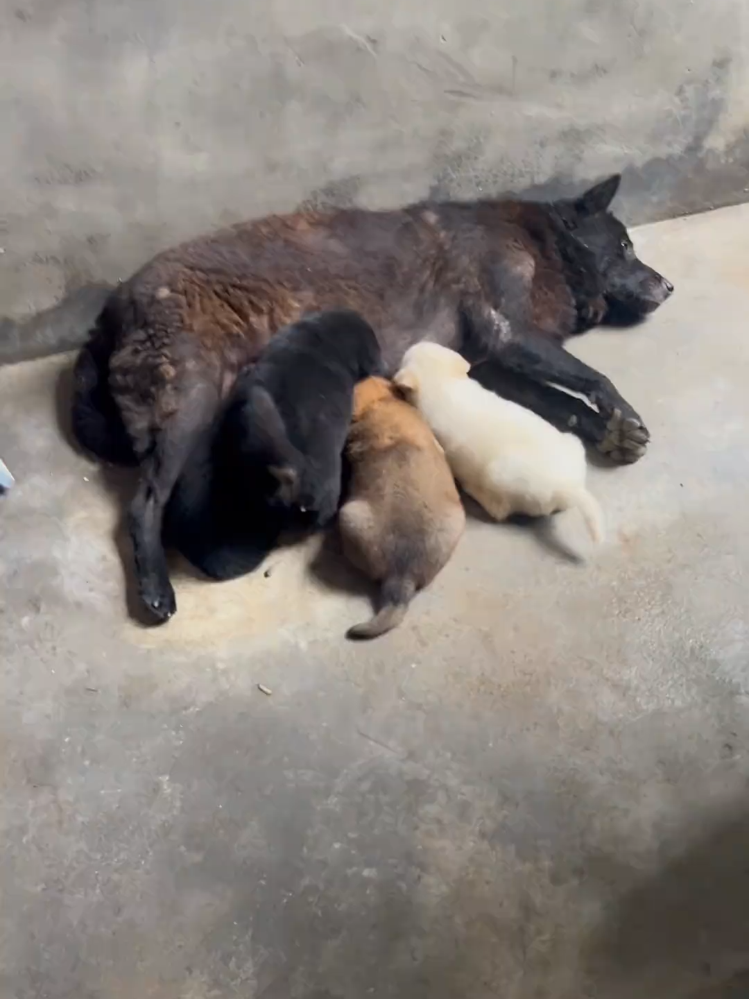 #forypupage #viralshorts #cuteanimals #doggo #@every #cutedogvideo #foryoupage❤️❤️