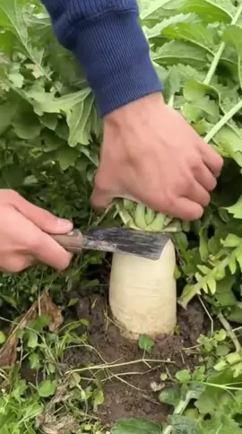 #អរគុណសម្រាប់ការចូលចិត្តvide🦋🙂🖤 #fyp #capcut #foryou #capcut 