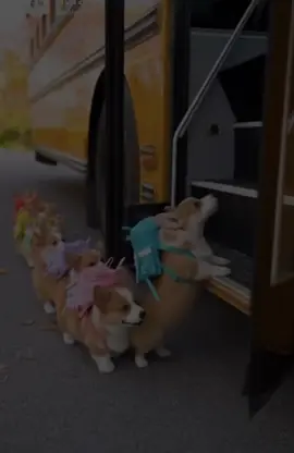 đi học thuii #corgi #corgifluffy #pet #xuhuong #LearnOnTikTok