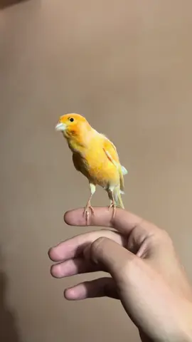 #canarias #bird #birds #canary #canario 