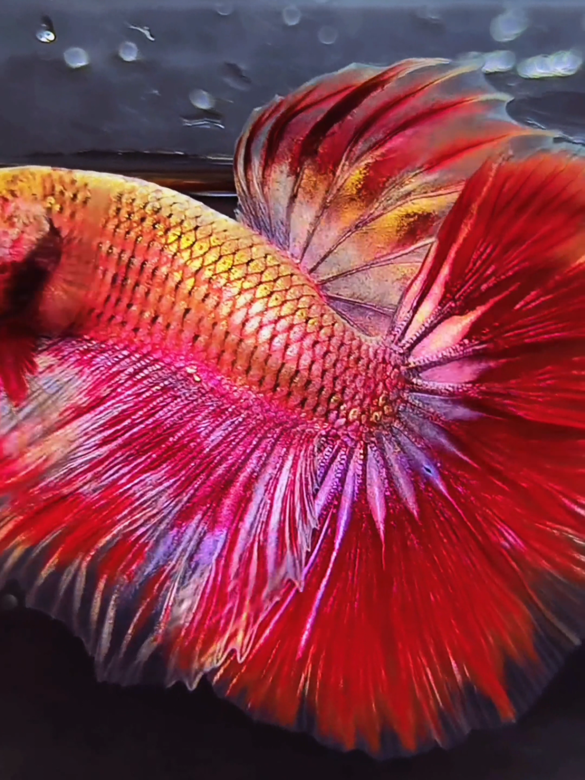 Red Panther Purple Gold Hmpk⚜️ ❤️❤️💛💛💜💜#CapCut #aquarium #pez #bettafish #tiktok 