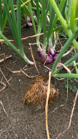 Alhmdulillah sesuai yg di harapkan🤲🏻😇 #fyp #petanibawangmerah #bawangmerah #petaniindonesia🇮🇩🇮🇩🇮🇩🌿🌿 #bumbudapur 