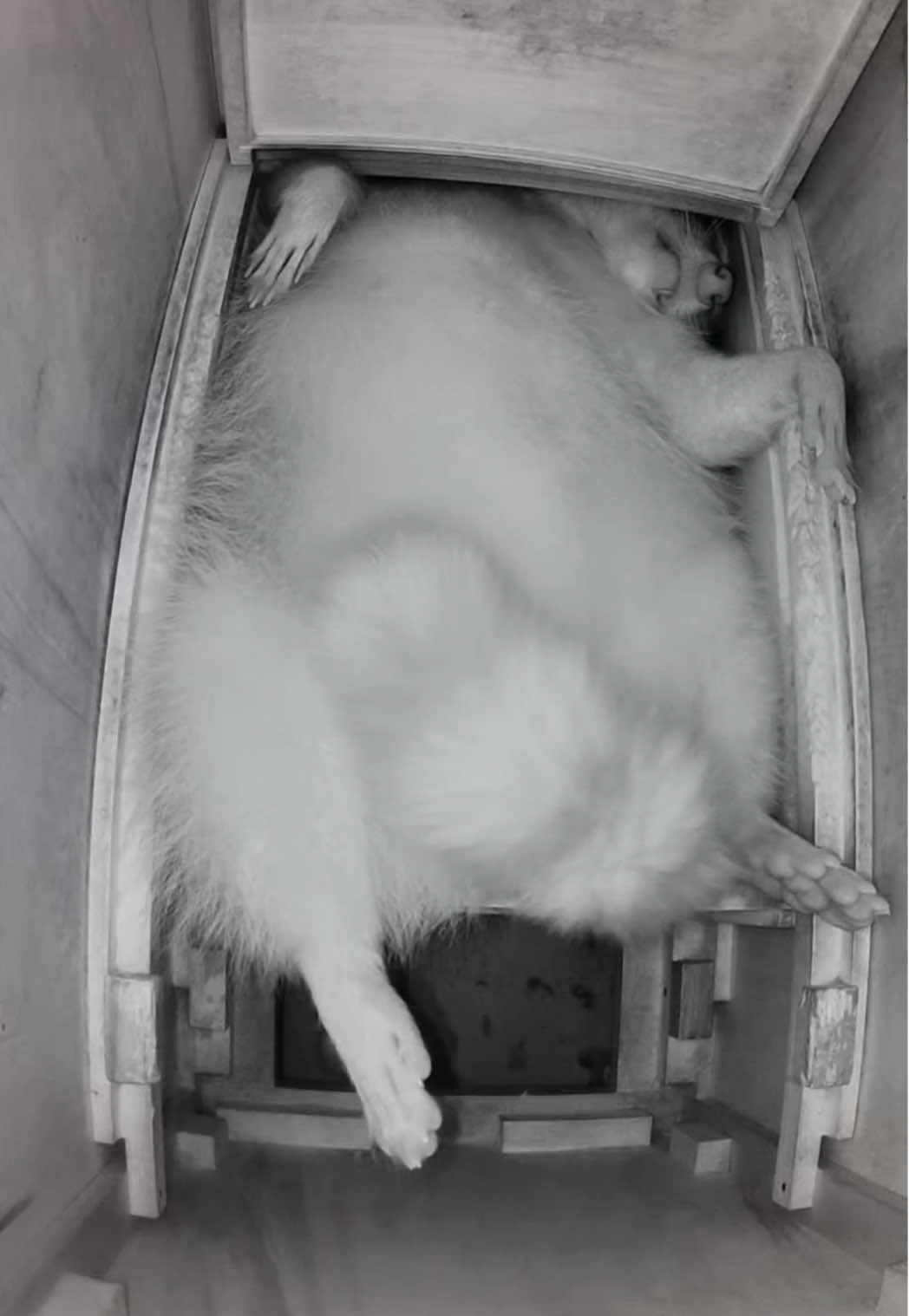 Happy Friday! The squatter continues to squat in the den of señor. Sanchez has spent many hours in his trashcan which is his place of refuge during these trying times. The White One continues to attack throughout the night (as we hear her attempts through the wall) she then retreats to the comforts of señor’s den to play with his preciouses and sleep. The One Ring was found, and all preciouses are accounted for, they are unfortunately in the hands of The White One. *Raccoons are den animals, they choose to sleep in tight places. The pinned reel shows what he is sleeping in. He has an entire room and closet with larger drawers to sleep in but he chooses to sleep in this drawer because it is his den. He removes all pillows, towels, and cushions we place in there and he refuses to go to the chiropractor 😉 #sancheztheraccoon #pet #raccoon #raccoonsoftiktok #PetsOfTikTok 