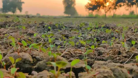 #tiktok #foryou #trending #viralvideo #punjabi 