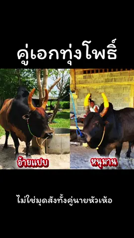 ไม่ใช่มุดสัง #โหนดงามยอดขุนพล #ดุกด้างใจเด็ดเพชรบางผึ้ง #พี่เสือแดนใต้ #สาวนุ้ยแดนใต้ #เข้ากลุ่มฟังวัวหูab911 