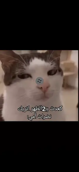 شو كلها كالبه خلقتها عليه🗿💔💔💔💔