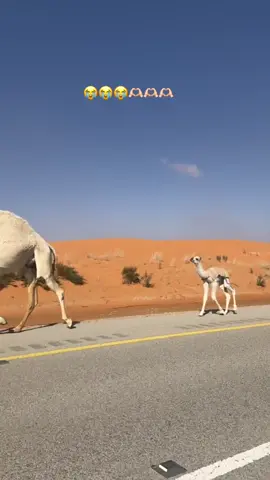 الويتوو 😂🥹🐪🐪#حوار🐪 #عطايا_الله🐪__البل__اكسبلور__ماشاءلله #اذكروا_الله 