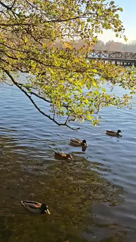 Pięknego popołudnia życzę ❤️☕️🎼🍁🍂❤️🌞☕️