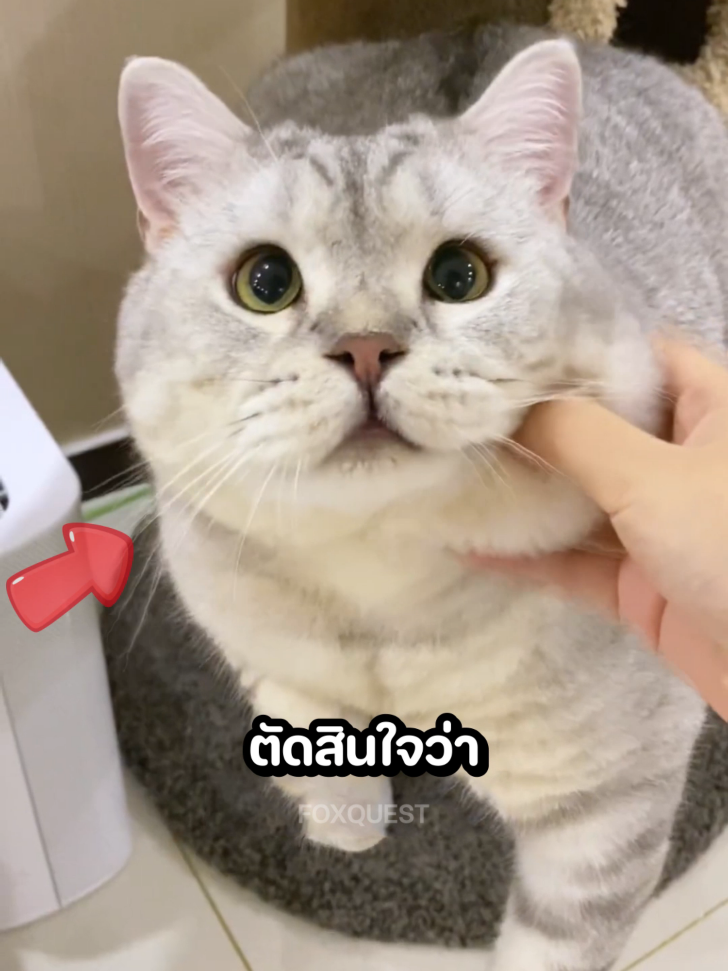เจ้าของหาวิธีให้เจ้าแมวออกกำลังกาย 🏊‍♂️🐱
