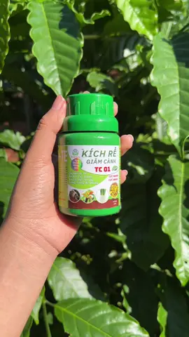 Kích rễ tc01 kích rễ cây cà phê mới trồng #caphe #taynguyen #nongdan #nongsan #xuhuong 