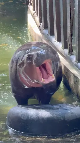 อาการเป็นไงลูก?!😂🤣 #ยิ่งโตยิ่งน่ารัก #หมูเด้ง #Moodeng #ฮิปโปฯ #แม่โจวน่า     