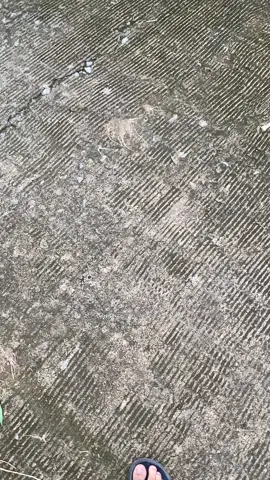 soren”😉#fyppage #fypforyou #mxking150 #mxsoloraya #mxold 