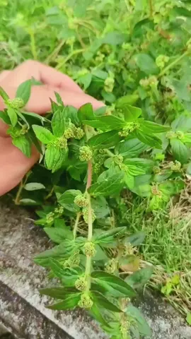 ស្មៅទឹកដោះខ្លាជួយកាត់បន្ថយកម្ដៅ, ជំនួយកំលាំង, គ្រុនចាញ់, ឈឺធ្មេញ #បំណិនជីវិត #ស្រុកស្រែ 