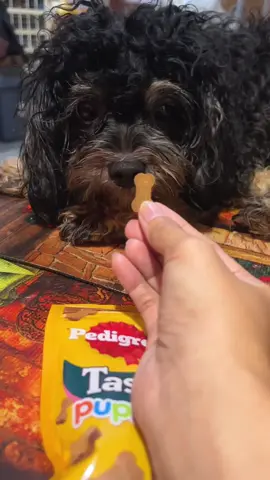 Healthy treats for your furbabies from Pedigree ✨ #pedigree #dogtreats #dogfood #pedigreewetfood #puppyfood 